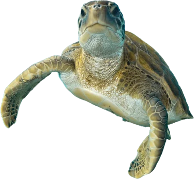 tartaruga
